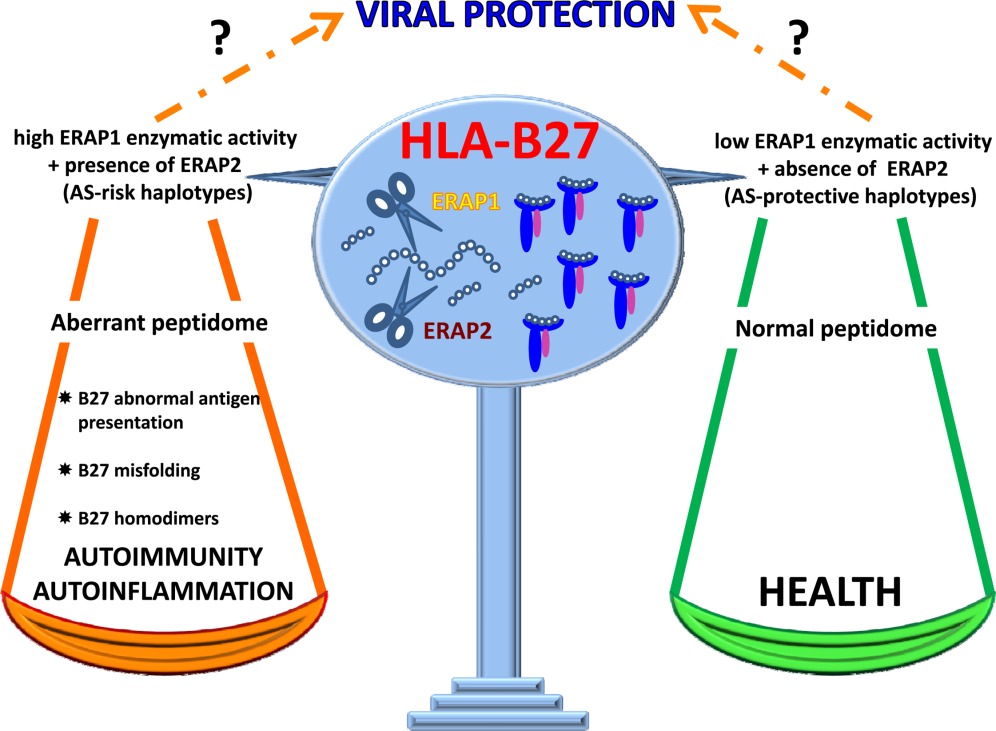 تعیین HLA B27 